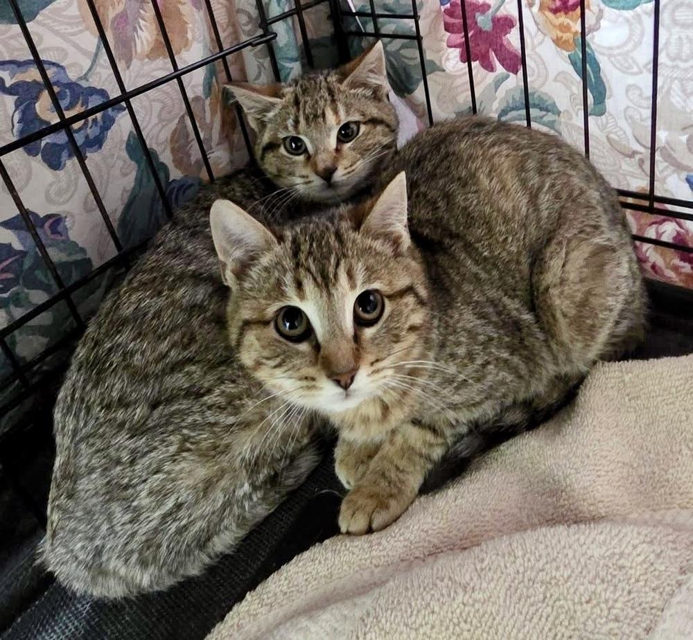 Enlarge Carly, a Adoptable Domestic Short Hair in Chalfont, PA image 1/3