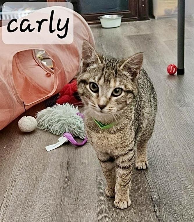 Carly, Adoptable, Kitten Female Domestic Short Hair.