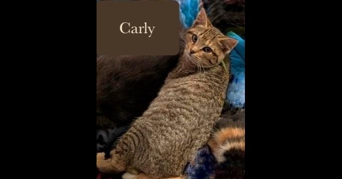 Enlarge Carly, a Adoptable Domestic Short Hair in Chalfont, PA image 2/3