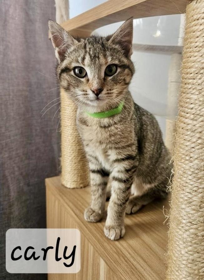 Carly, a Adoptable Domestic Short Hair in Chalfont, PA image 3/6