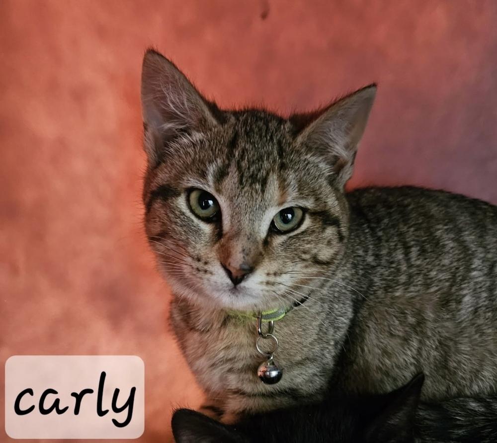 Carly, a Adoptable Domestic Short Hair in Chalfont, PA image 4/6