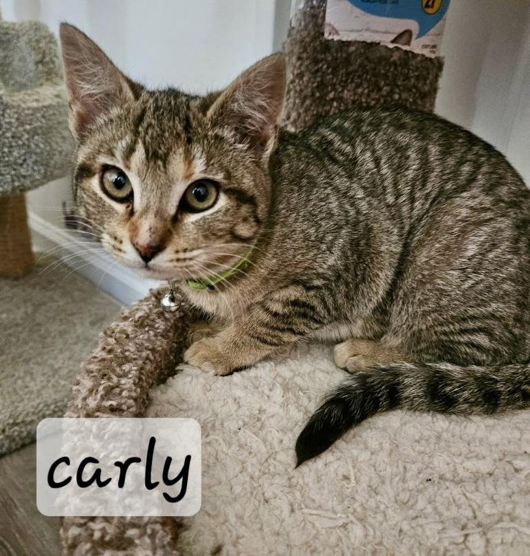 Carly, a Adoptable Domestic Short Hair in Chalfont, PA image 5/6