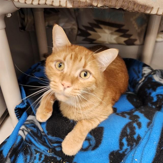 JAX, Adoptable, Adult Male Domestic Short Hair.