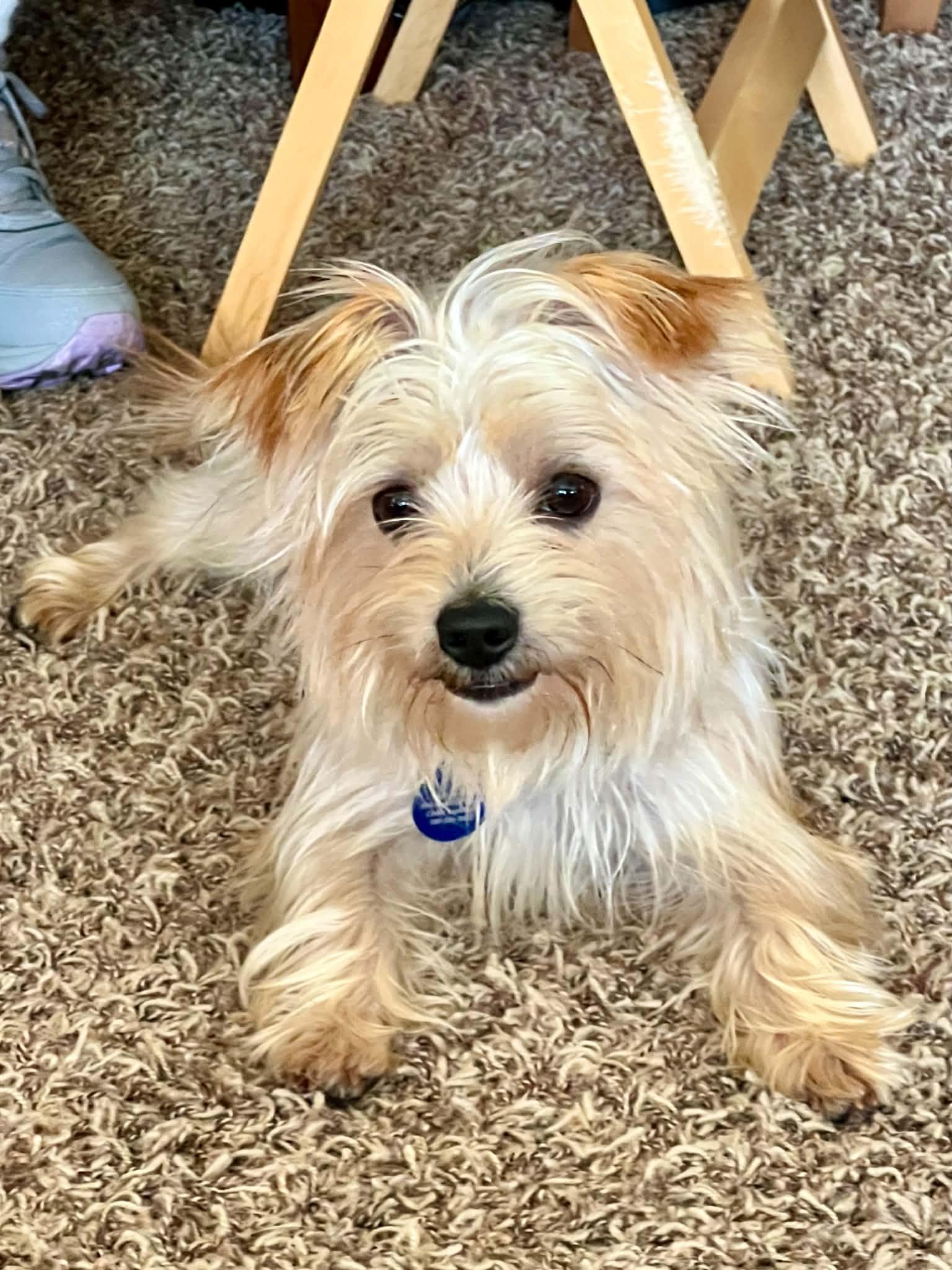 Enlarge Nugget, an adopted mixed breed in Cedar Rapids, IA image 5/5