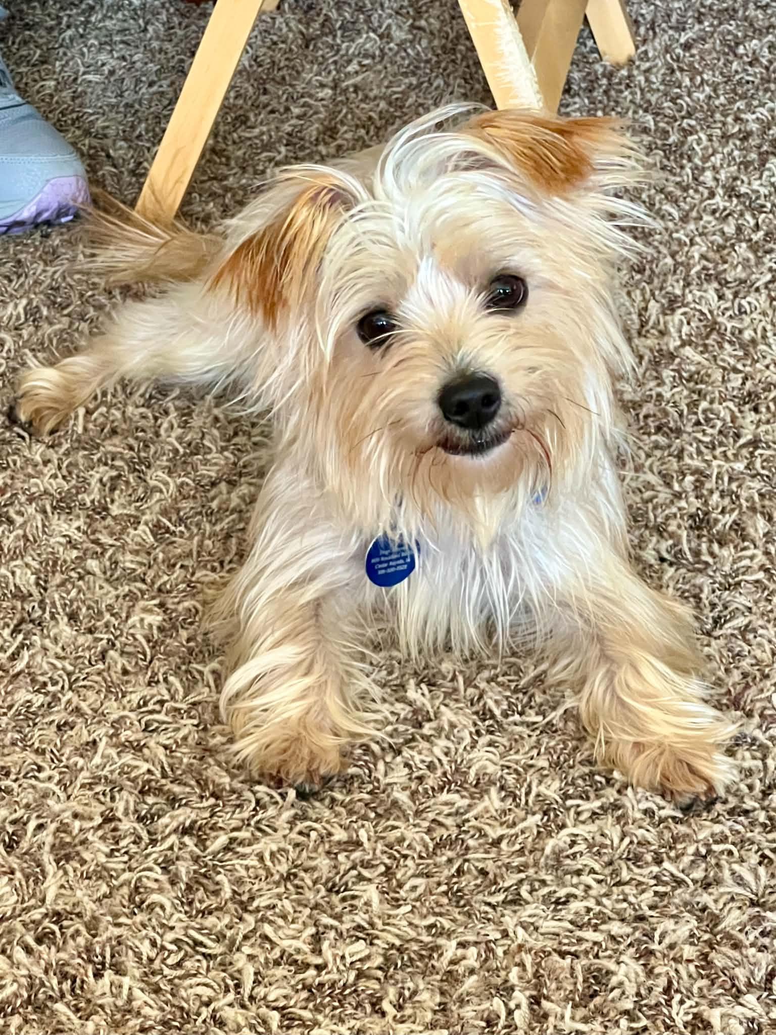 Enlarge Nugget, an adopted mixed breed in Cedar Rapids, IA image 1/5
