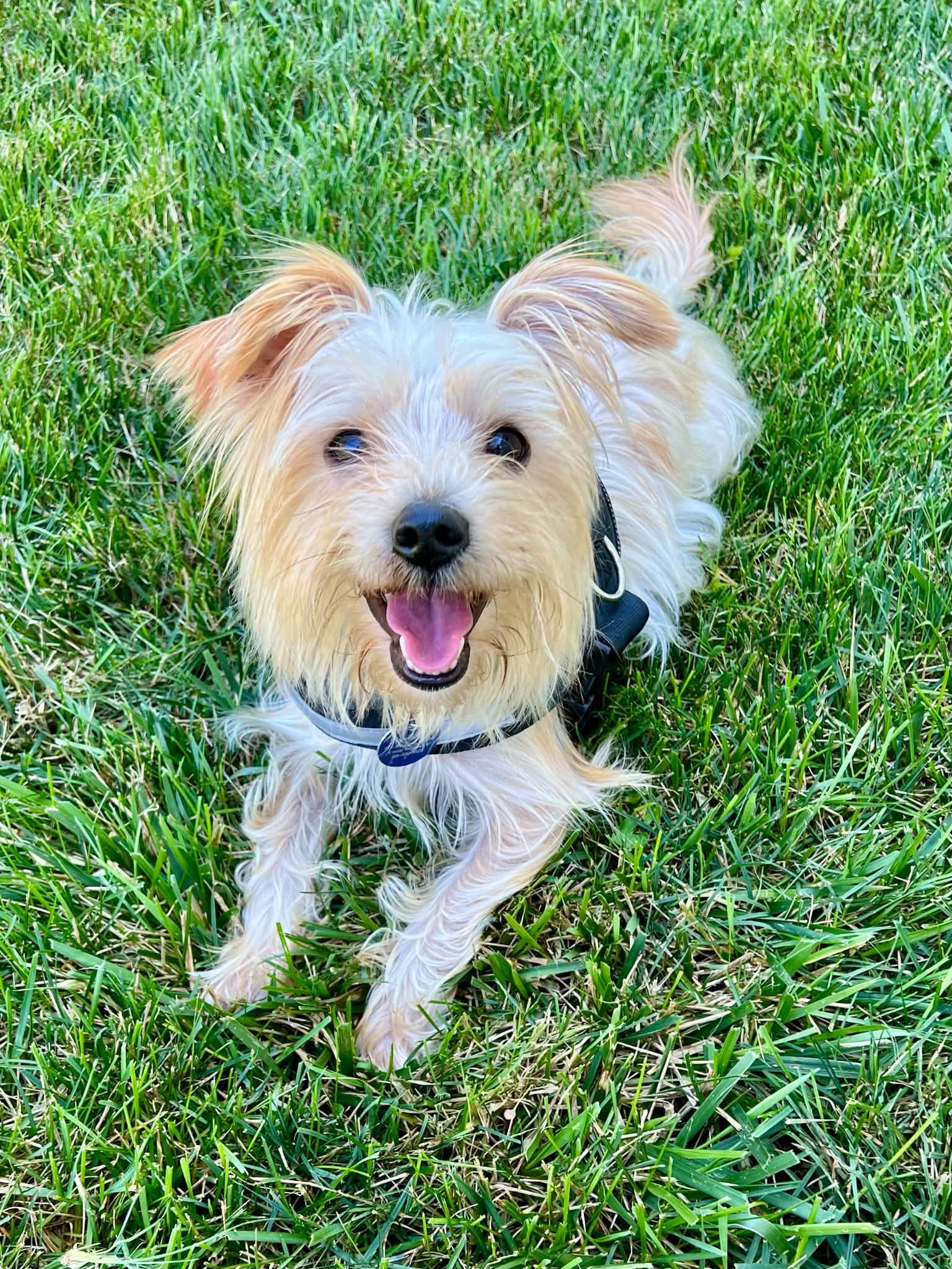 Enlarge Nugget, an adopted mixed breed in Cedar Rapids, IA image 2/5