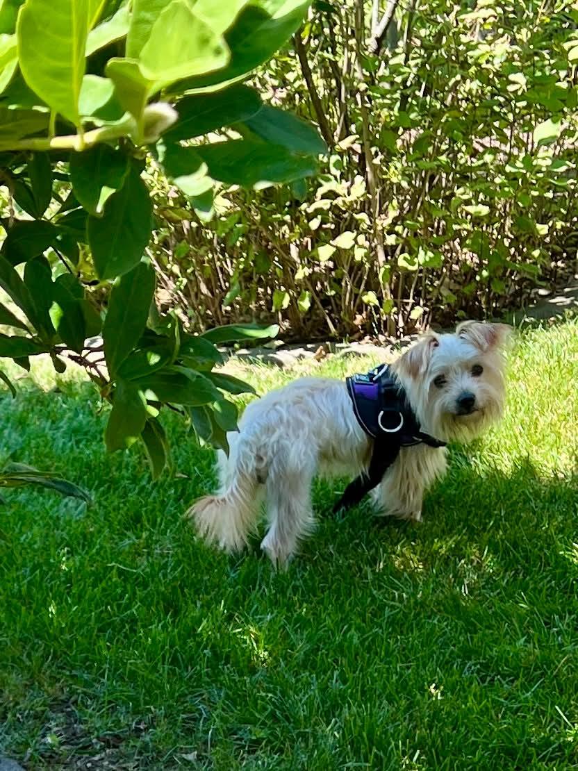 Enlarge Nugget, an adopted mixed breed in Cedar Rapids, IA image 4/5