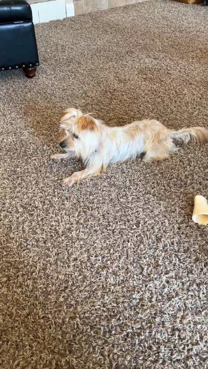 Enlarge Nugget, an adopted mixed breed in Cedar Rapids, IA video 3/5