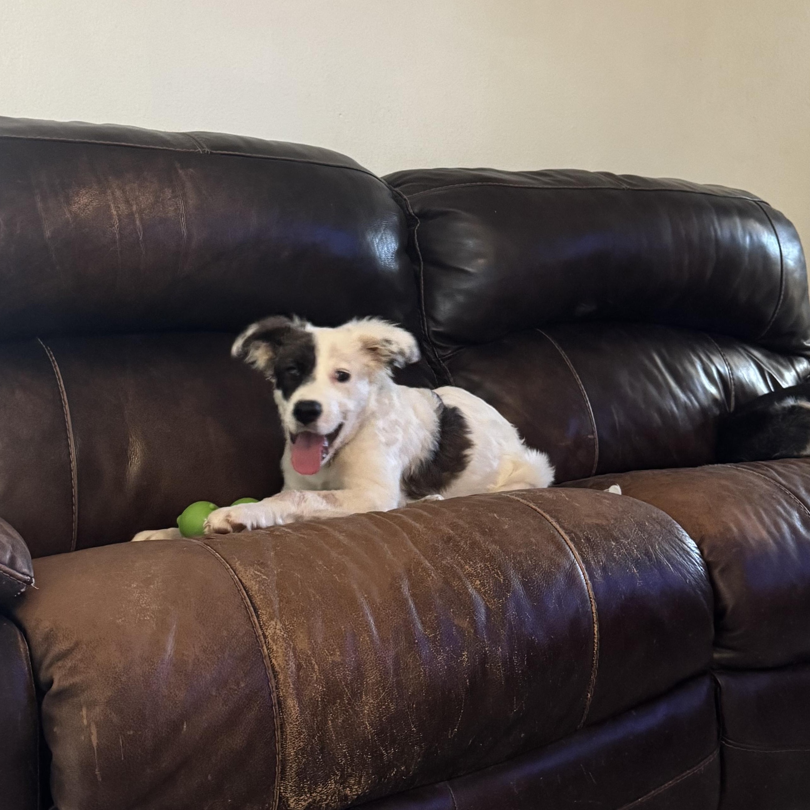 Enlarge Poppy, a Adopted mixed breed in Van Nuys, CA image 4/6
