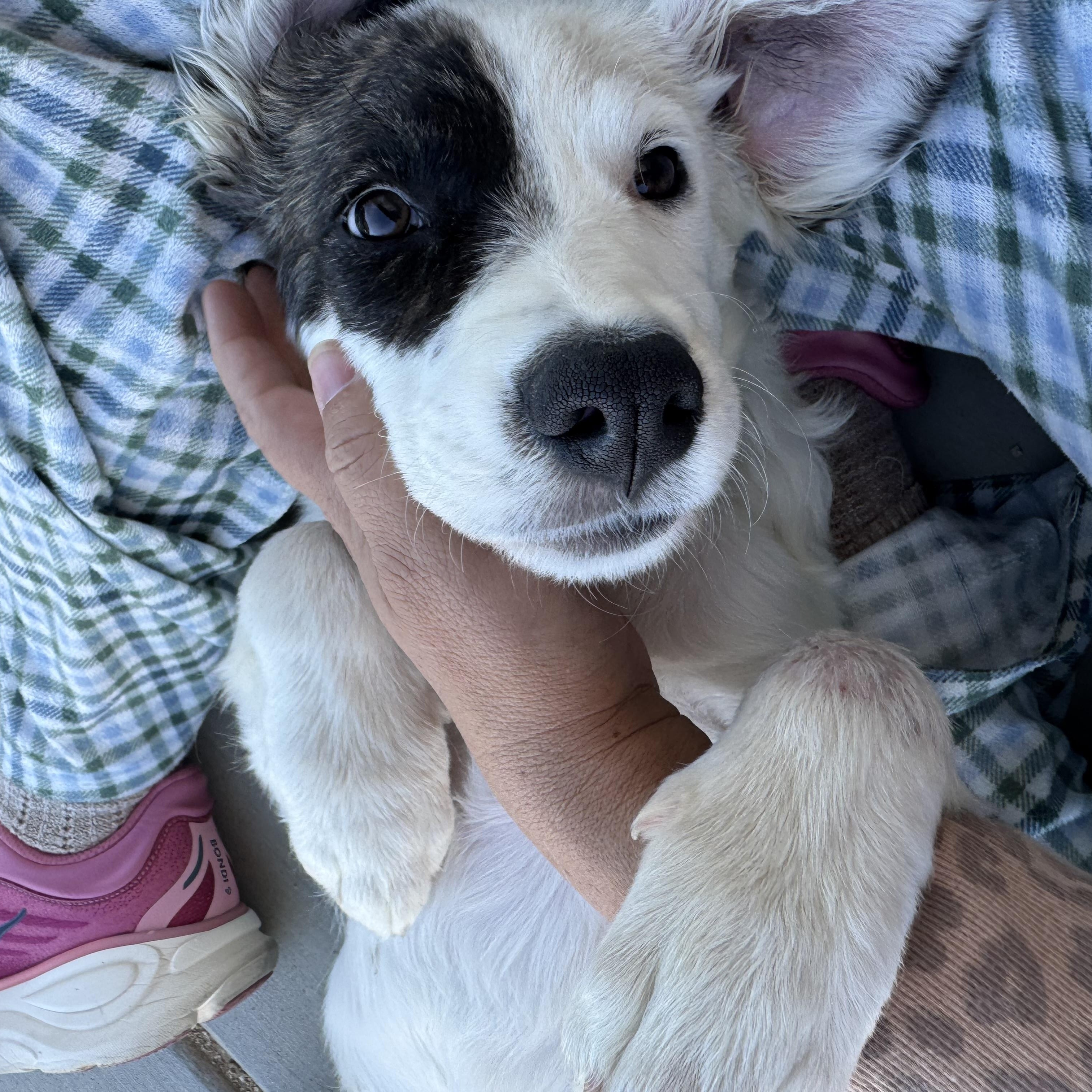 Enlarge Poppy, a Adopted mixed breed in Van Nuys, CA image 6/6