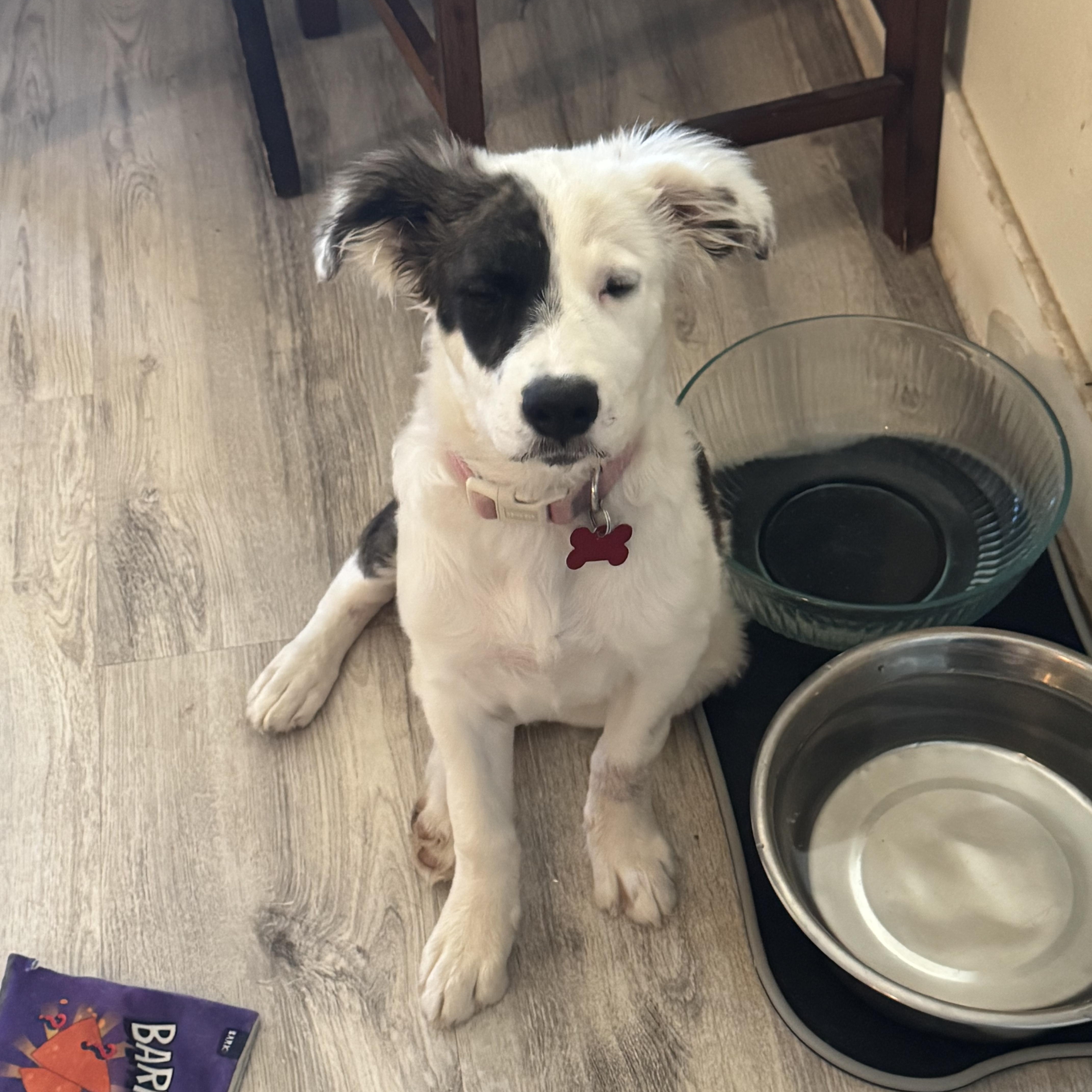 Enlarge Poppy, a Adopted mixed breed in Van Nuys, CA image 5/6