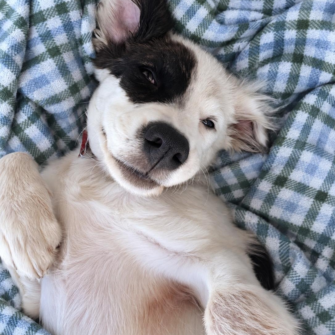 Enlarge Poppy, a Adopted mixed breed in Van Nuys, CA image 2/6