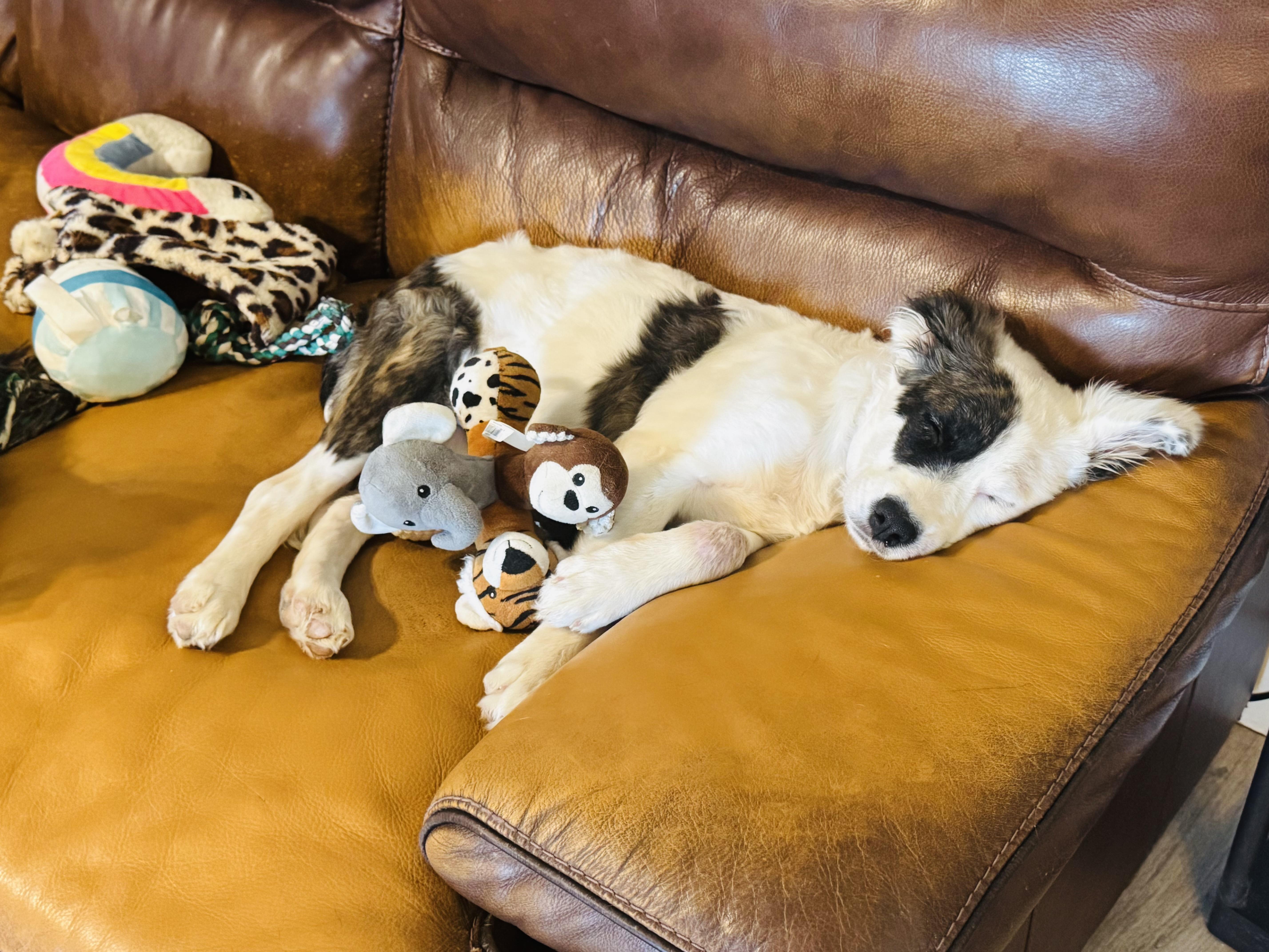 Enlarge Poppy, a Adopted mixed breed in Van Nuys, CA image 3/6
