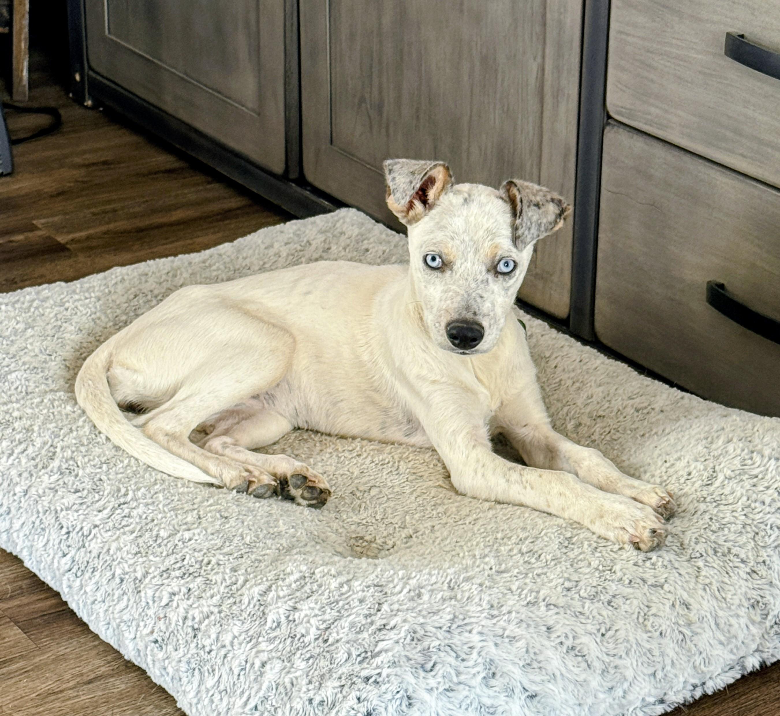 Enlarge Pip, a Adoptable mixed breed in Denver , CO image 1/6