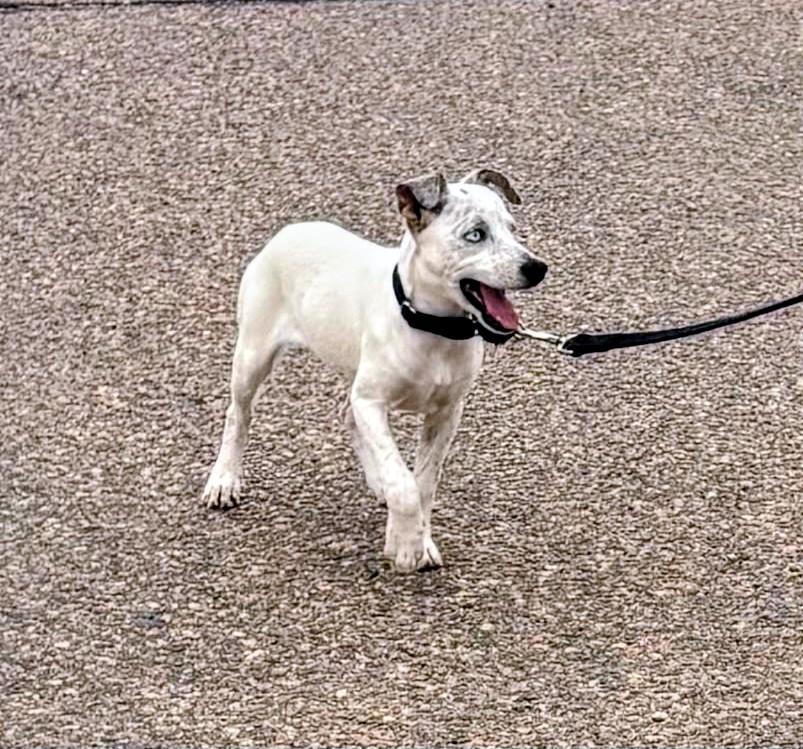 Enlarge Pip, a Adoptable mixed breed in Denver , CO image 3/6