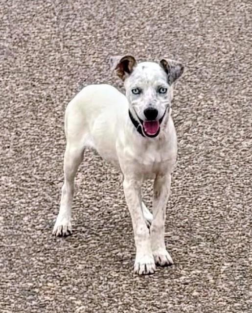 Enlarge Pip, a Adoptable mixed breed in Denver , CO image 6/6