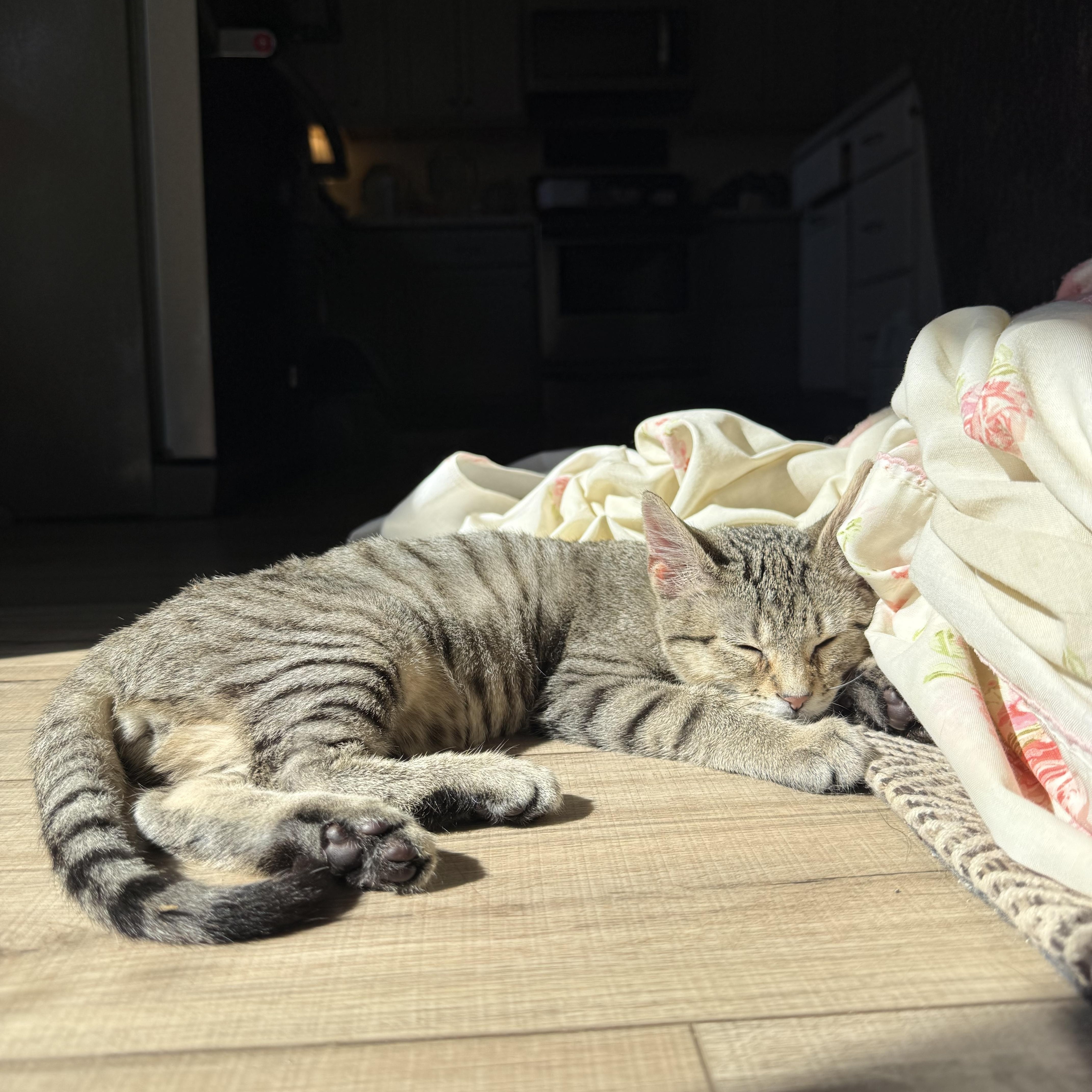 Enlarge Louie, a ADOPTABLE Domestic Short Hair in Lone rock, WI image 3/3