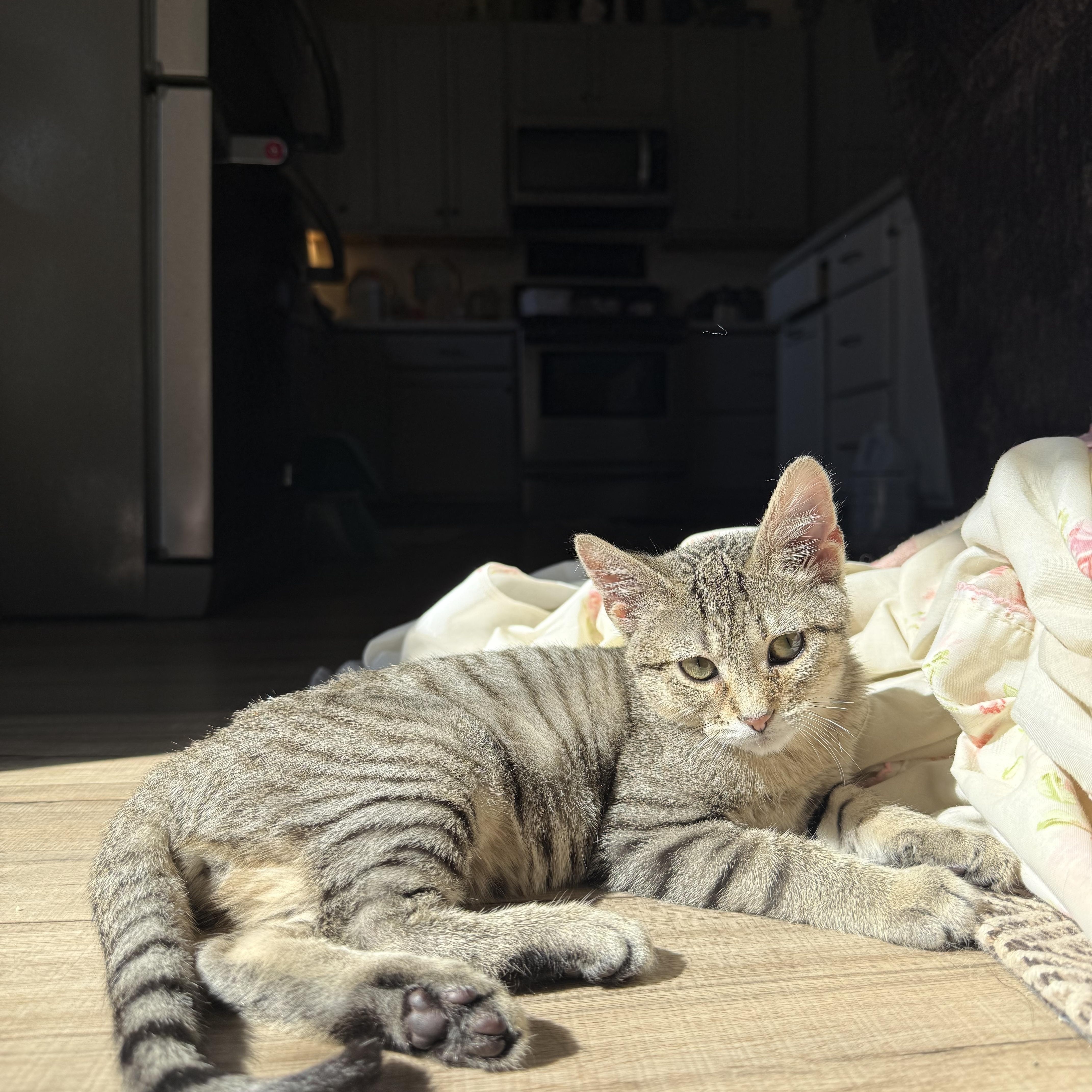 Enlarge Louie, a ADOPTABLE Domestic Short Hair in Lone rock, WI image 2/3