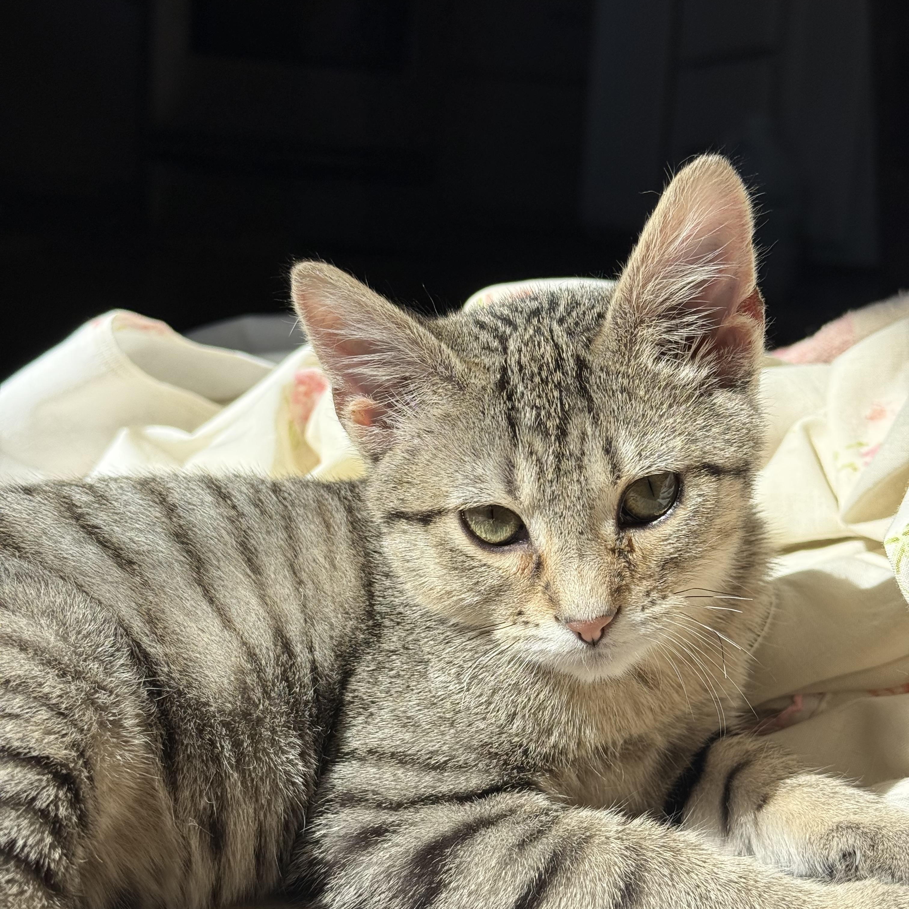 Louie, ADOPTABLE, Kitten Male Domestic Short Hair.