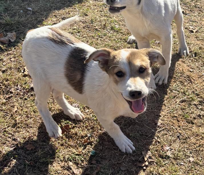 Enlarge Maxine, a Adoptable mixed breed in Cleveland, OK image 1/1