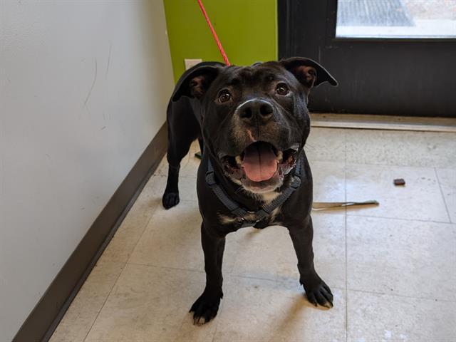 ROSCOE, Adoptable, Young Male Pit Bull Terrier.