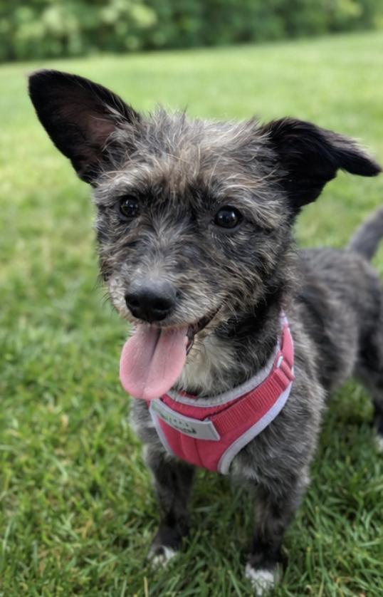 Elsie, adopted, Young Female Terrier & Poodle (Toy).