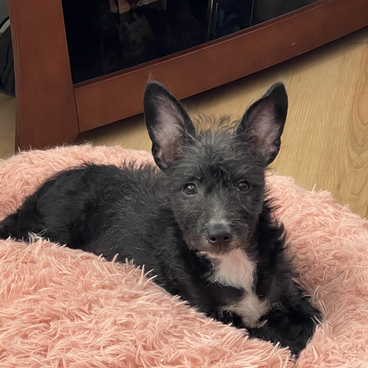 Elsie, an adopted mixed breed in Rye, NY image 3/6