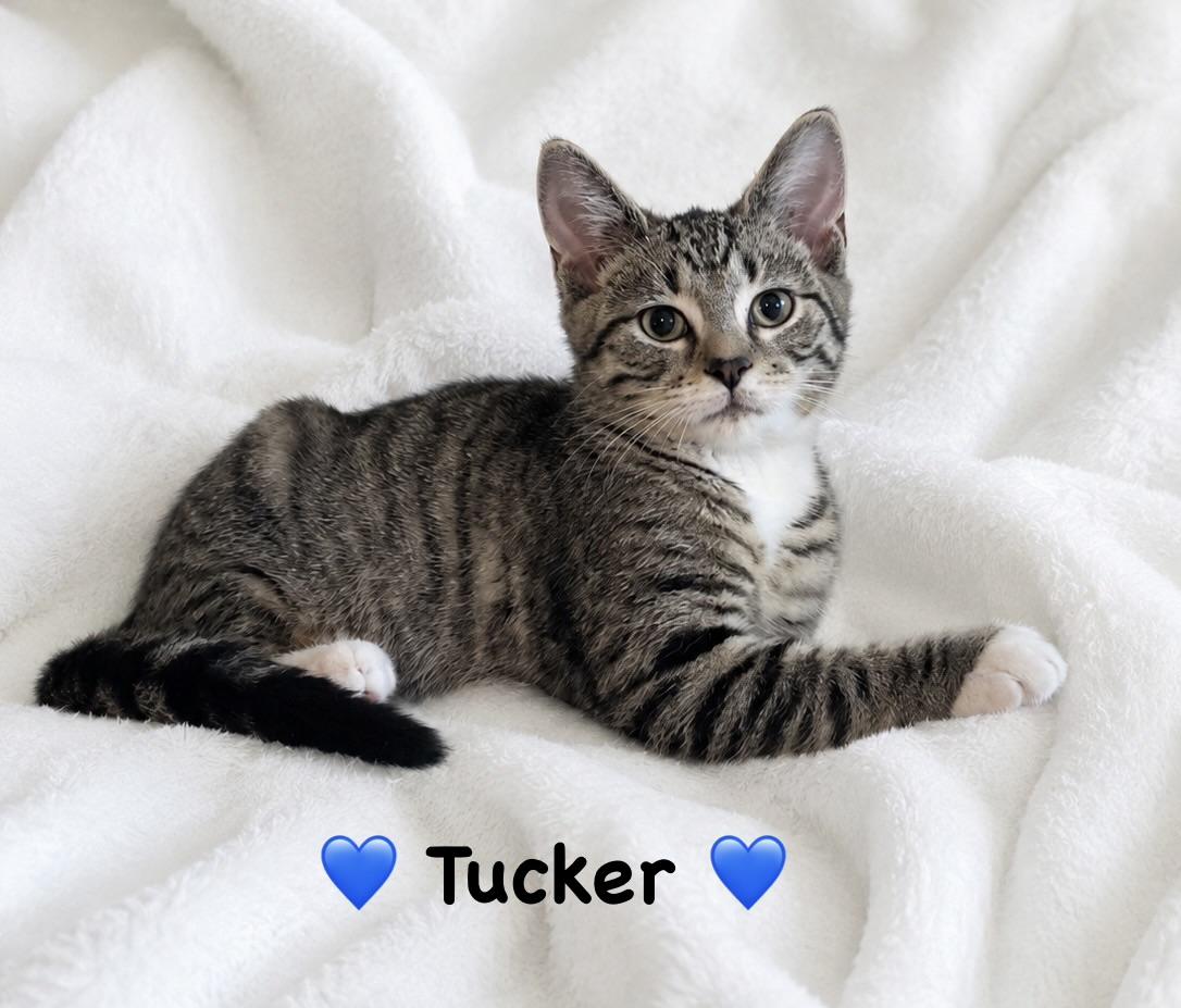 Tucker, adopted, Kitten Male Tabby.