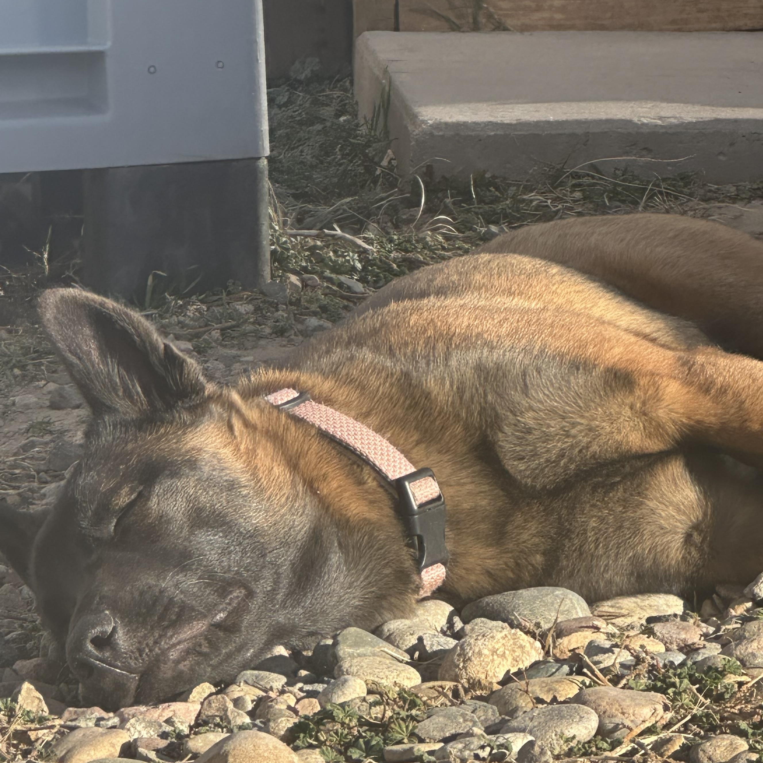 Enlarge Gigi, a ADOPTABLE Belgian Shepherd / Malinois in Pueblo, CO image 4/6