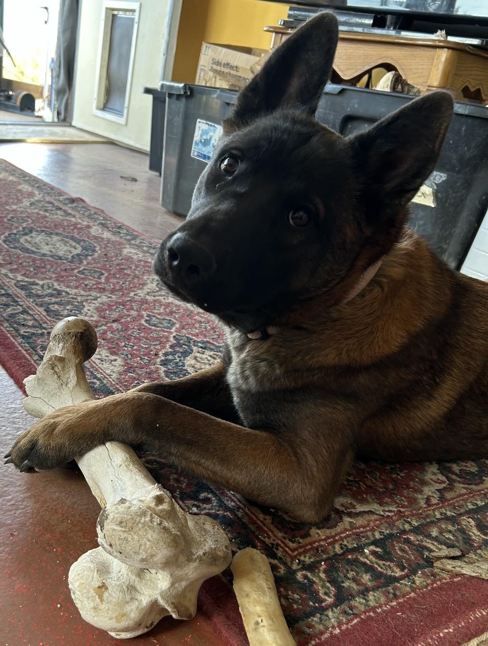 Enlarge Gigi, a ADOPTABLE Belgian Shepherd / Malinois in Pueblo, CO image 2/6