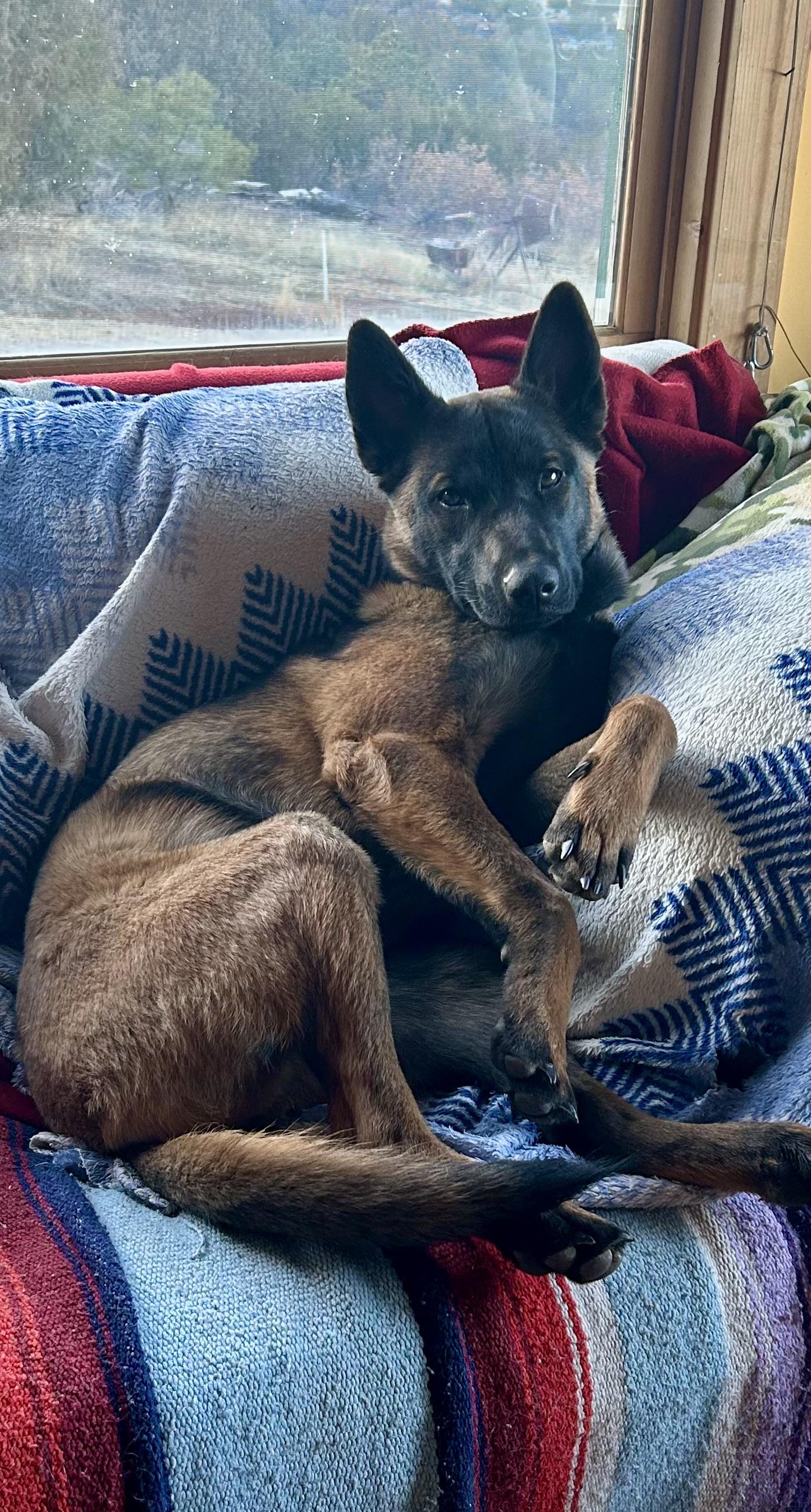 Enlarge Gigi, a ADOPTABLE Belgian Shepherd / Malinois in Pueblo, CO image 6/6