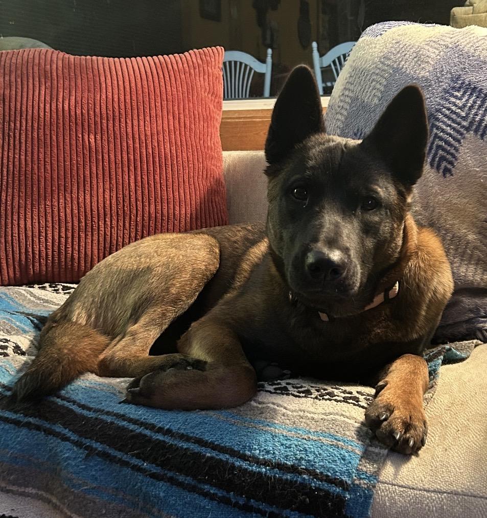 Gigi, ADOPTABLE, Adult Female Belgian Shepherd / Malinois.