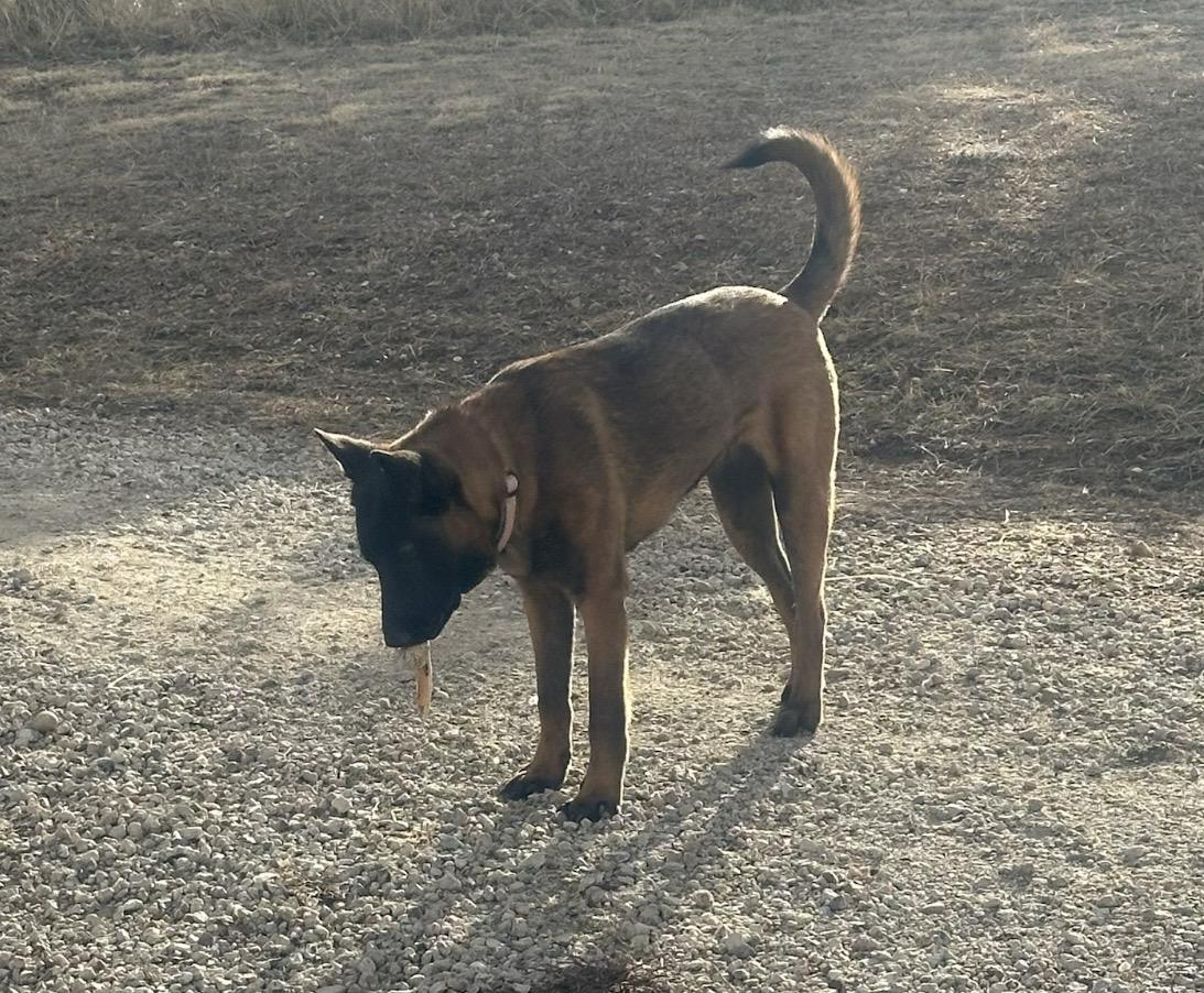 Enlarge Gigi, a ADOPTABLE Belgian Shepherd / Malinois in Pueblo, CO image 5/6