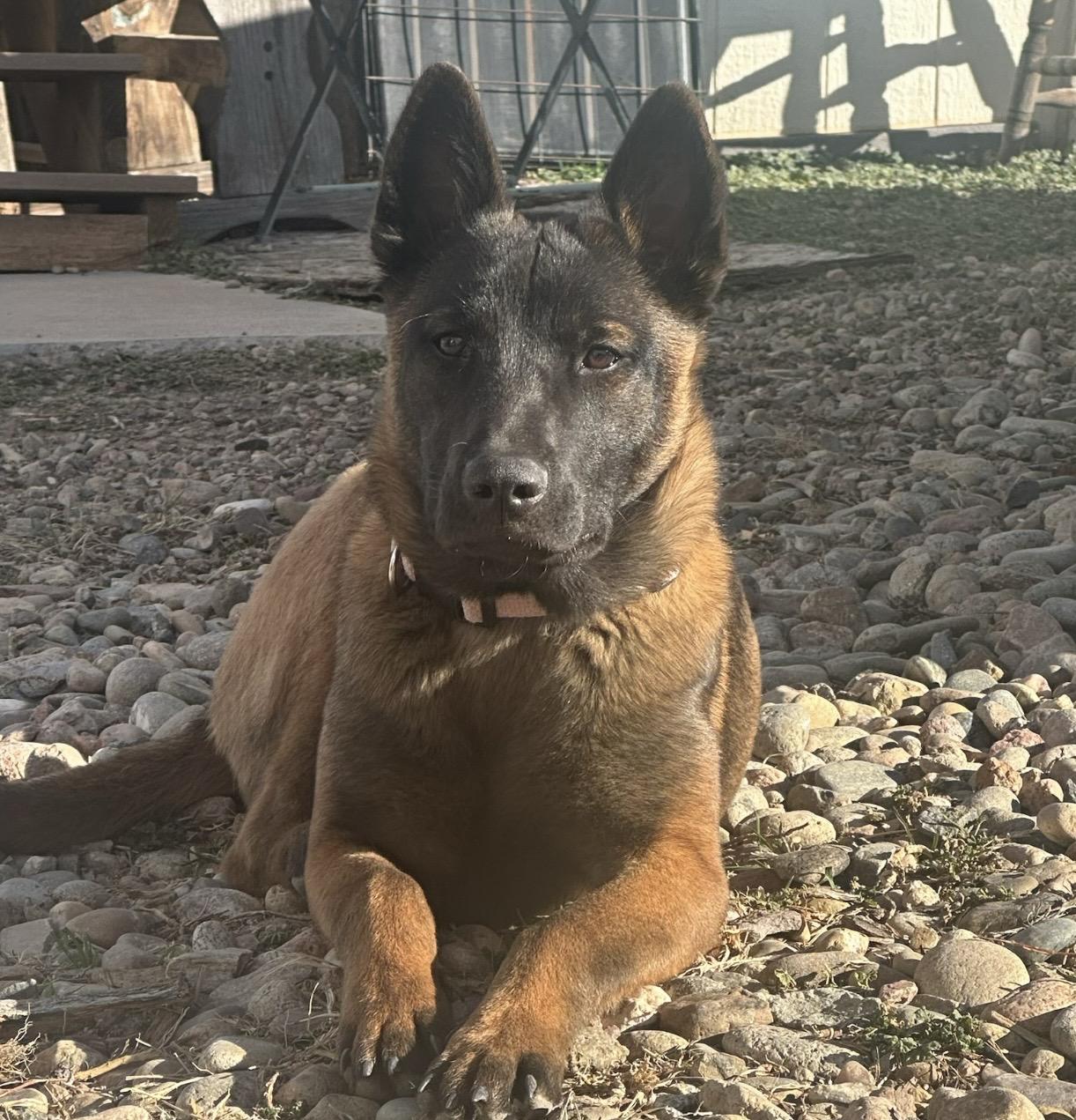 Enlarge Gigi, a ADOPTABLE Belgian Shepherd / Malinois in Pueblo, CO image 3/6