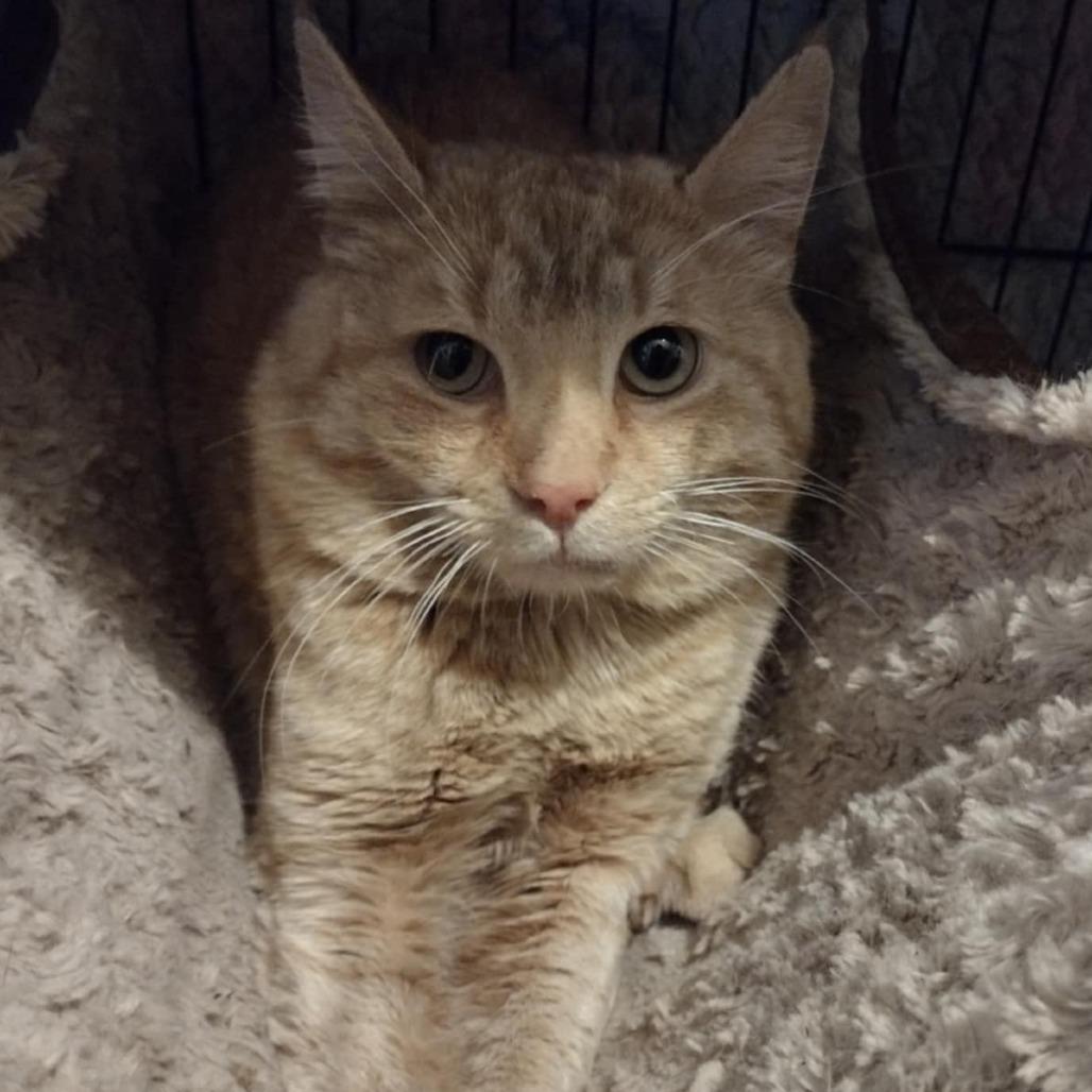 Oliver, Adoptable, Adult Male Domestic Short Hair.