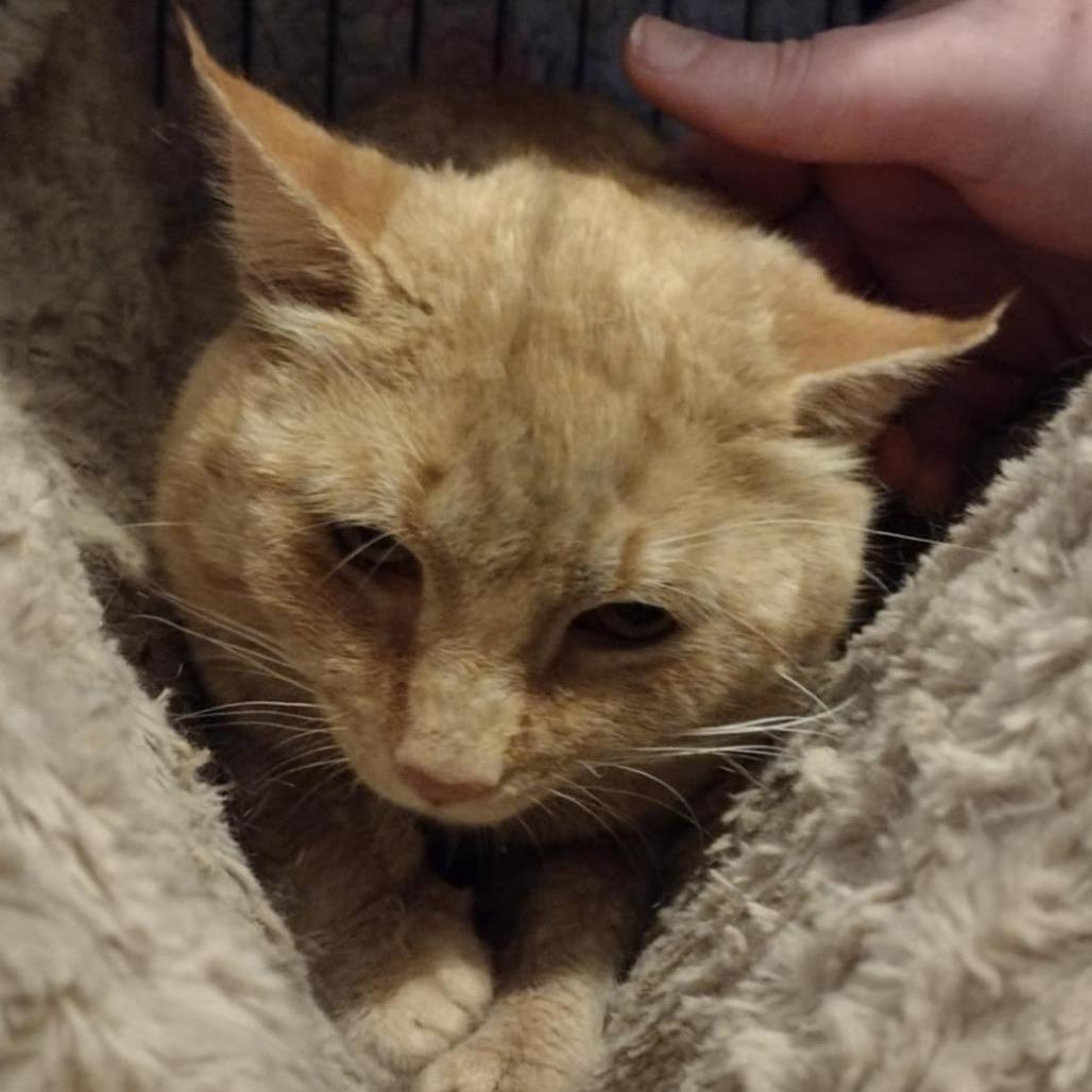 Enlarge Oliver, a Adoptable Domestic Short Hair in Winchester, VA image 2/2