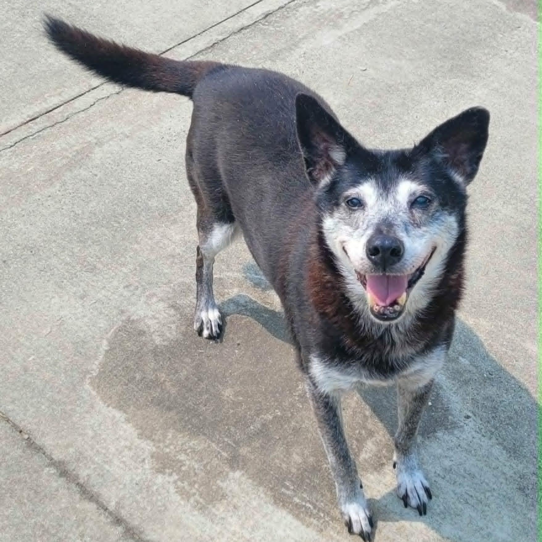 Enlarge Bella, Sweet Senior Girl, a ADOPTABLE mixed breed in Meriden, CT image 5/6