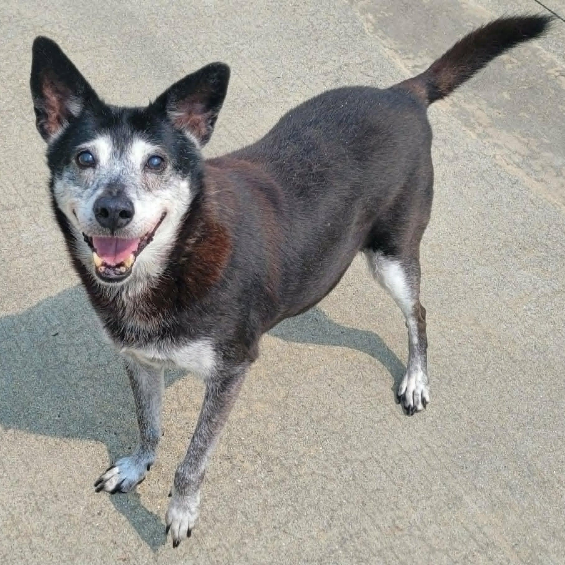 Enlarge Bella, Sweet Senior Girl, a ADOPTABLE mixed breed in Meriden, CT image 3/6