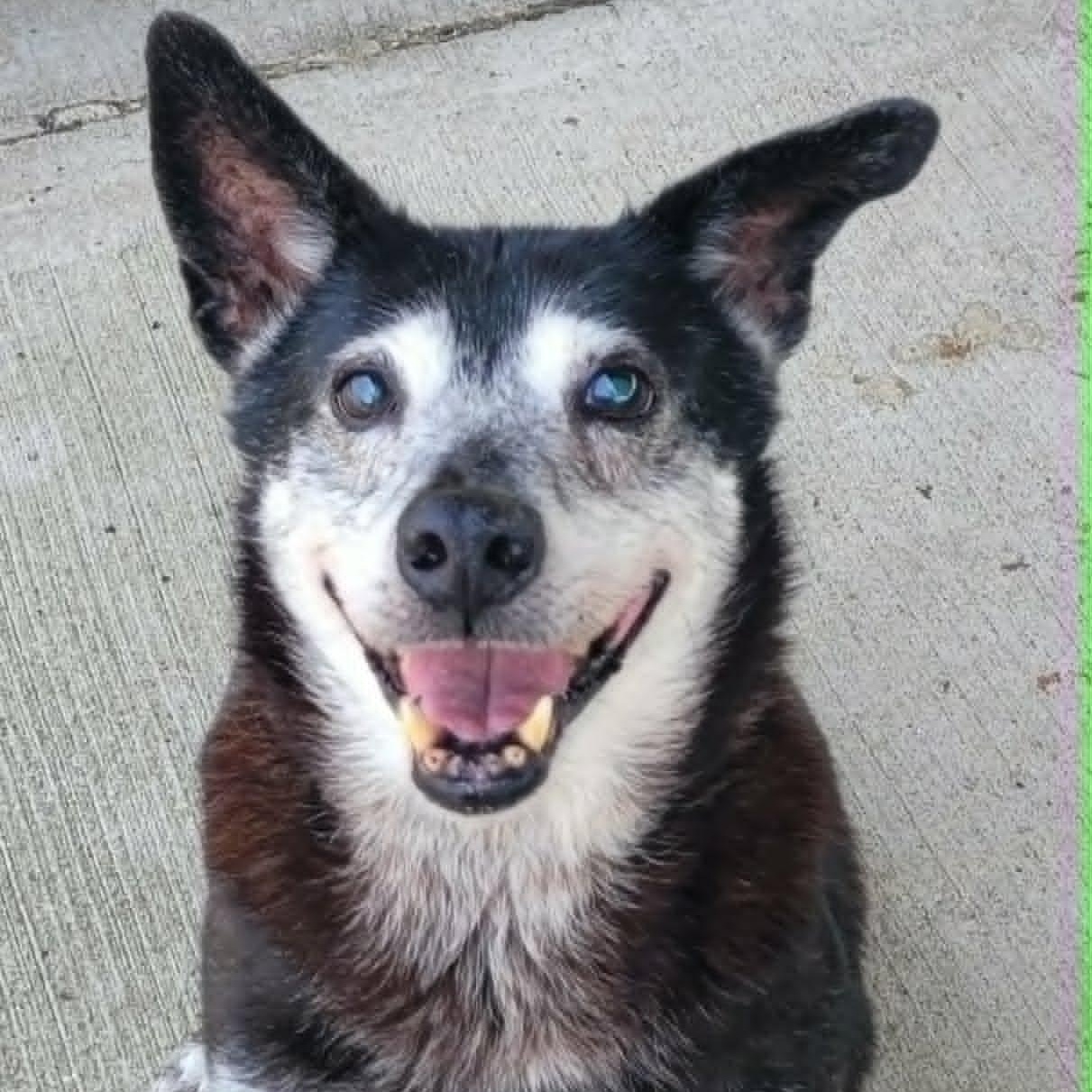 Bella, Sweet Senior Girl, ADOPTABLE, Senior Male Shepherd & Labrador Retriever.