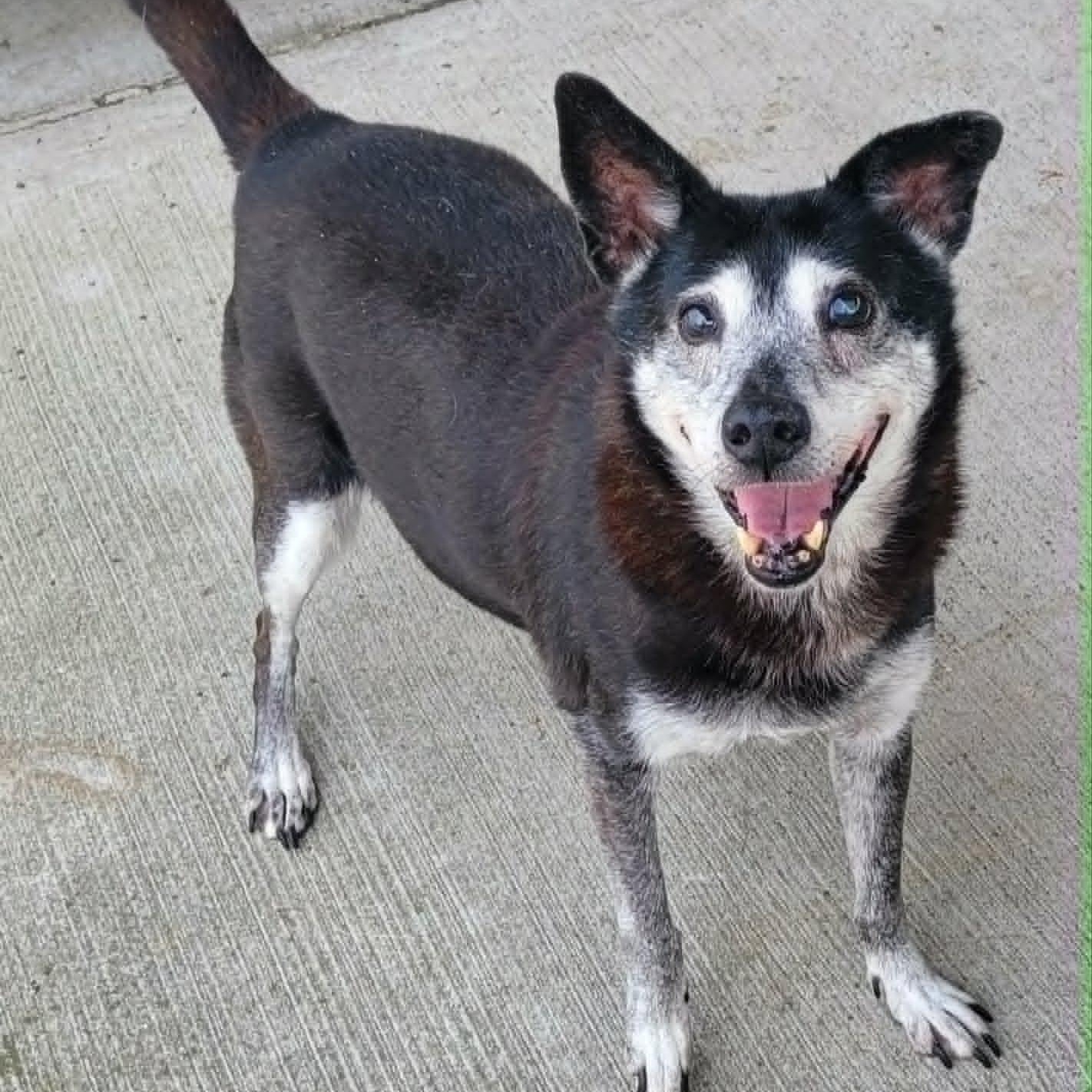 Enlarge Bella, Sweet Senior Girl, a ADOPTABLE mixed breed in Meriden, CT image 6/6