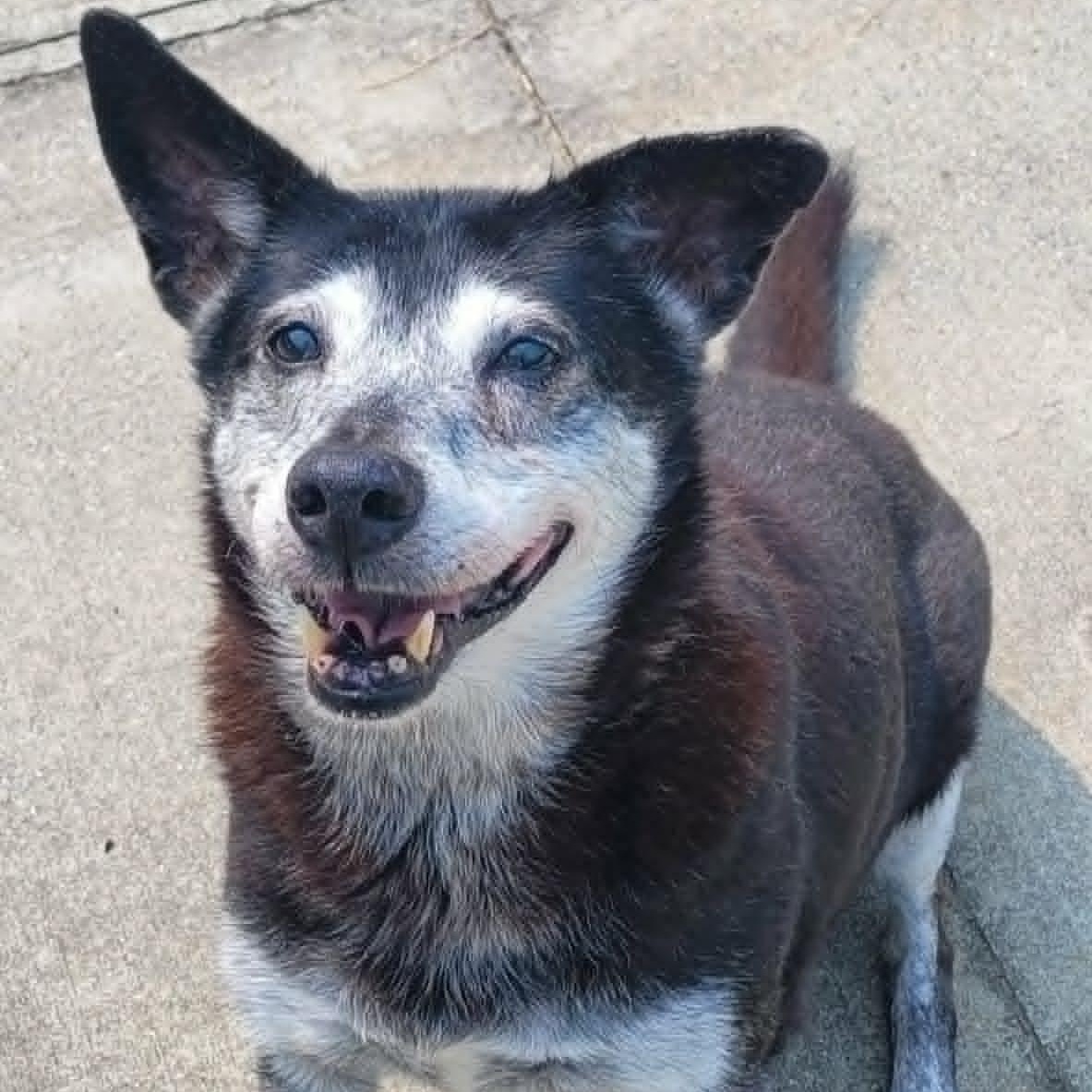 Enlarge Bella, Sweet Senior Girl, a ADOPTABLE mixed breed in Meriden, CT image 4/6