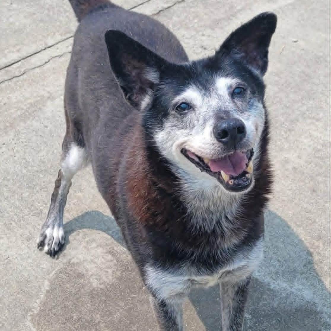 Enlarge Bella, Sweet Senior Girl, a ADOPTABLE mixed breed in Meriden, CT image 2/6