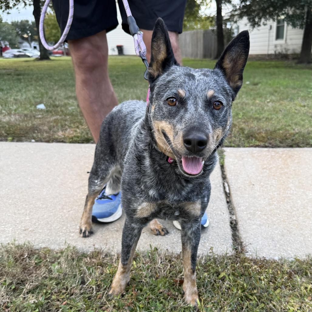 Charlee, Adoptable, Adult Female Cattle Dog & Mixed Breed.