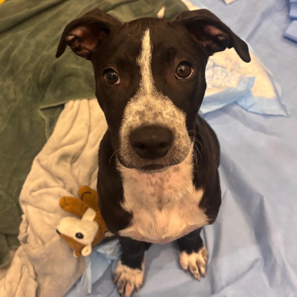 Sammy, Adoptable, Puppy Male Catahoula Leopard Dog & Hound.