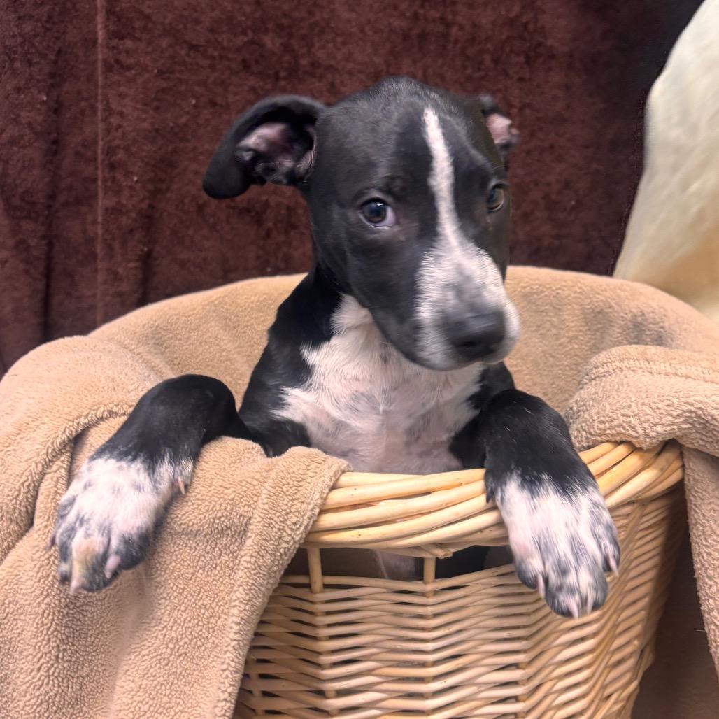 Enlarge Sammy, a Adoptable mixed breed in Belleville, IL image 2/3