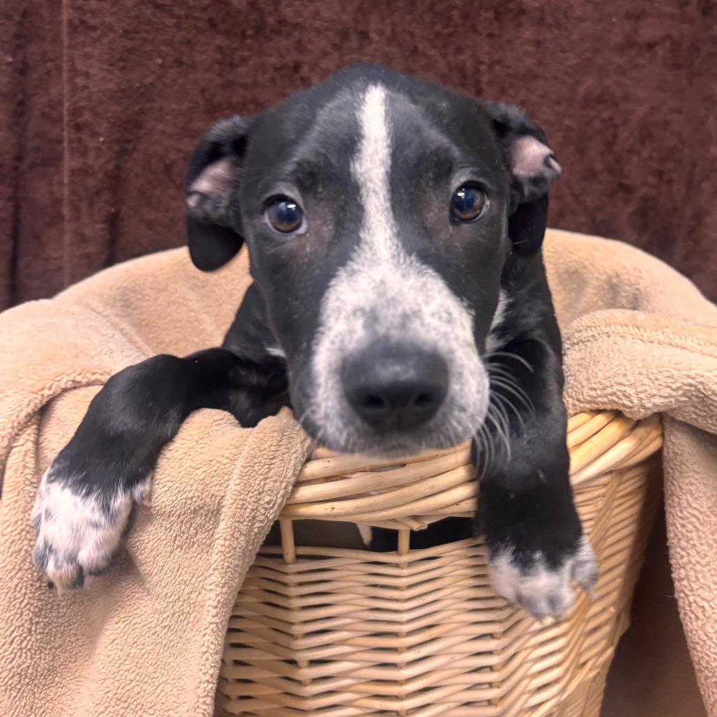 Enlarge Sammy, a Adoptable mixed breed in Belleville, IL image 3/3