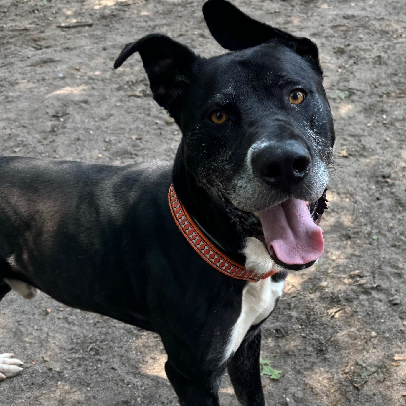 Dobby, a Adoptable Mixed Breed in Brookhaven, NY image 5/5