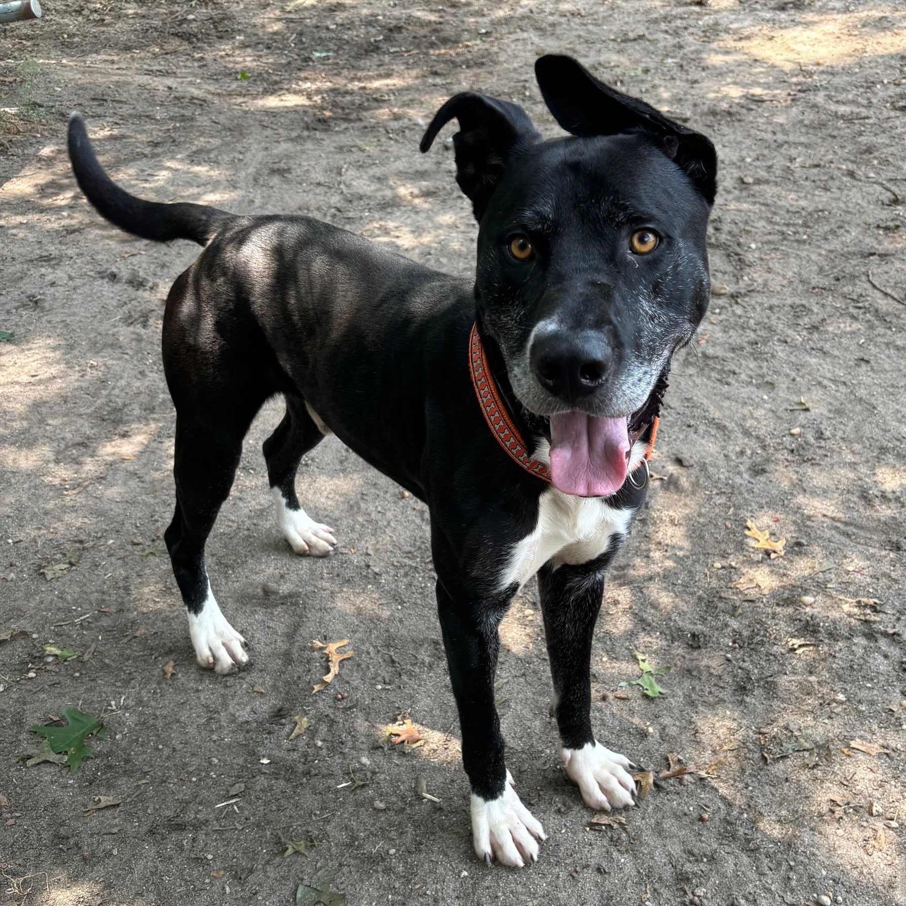Dobby, a Adoptable Mixed Breed in Brookhaven, NY image 3/5