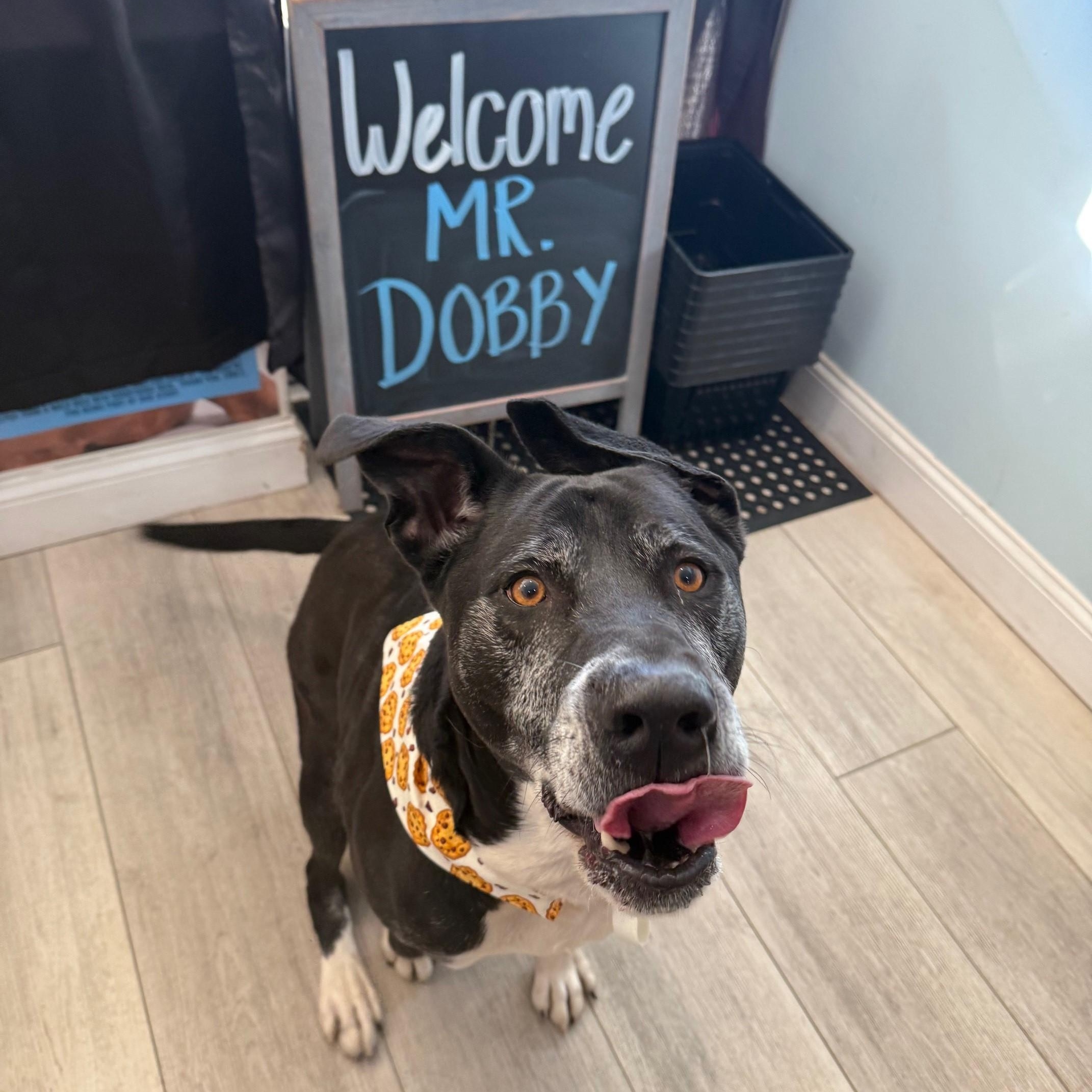 Dobby, a Adoptable Mixed Breed in Brookhaven, NY image 1/5