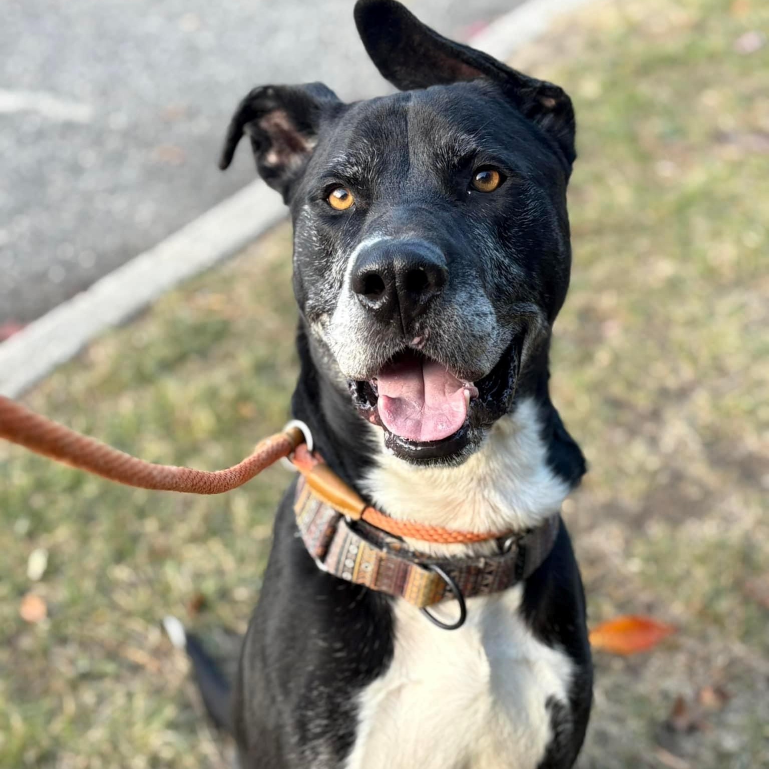 Dobby, Adoptable, Adult Male Mixed Breed.